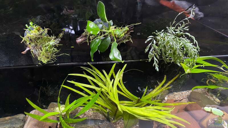 Pflanzen im Aquarium Myanmar _Gesellschaft von Tavira2000 (11)