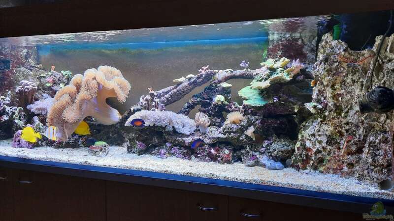 Aquarium Meerwasseraquarium von carkl (2)