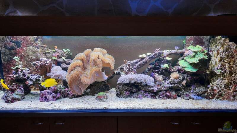 Aquarium Meerwasseraquarium von carkl (4)