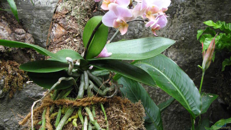 blühende aufgebundene Phalaenopsis-Hybride von Frank Muth (20)