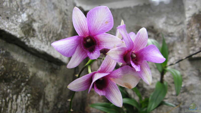 Dendrobium phalaenopsis Hybride Blüte (ist die gleiche wie die mit den Neutrieben) von Frank Muth (19)