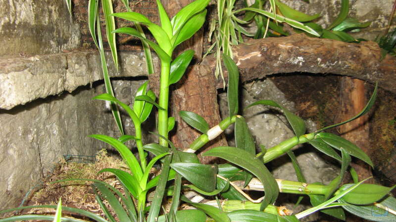 Dendrobium phalaenopsis Hybride frische Austriebe von Frank Muth (18)
