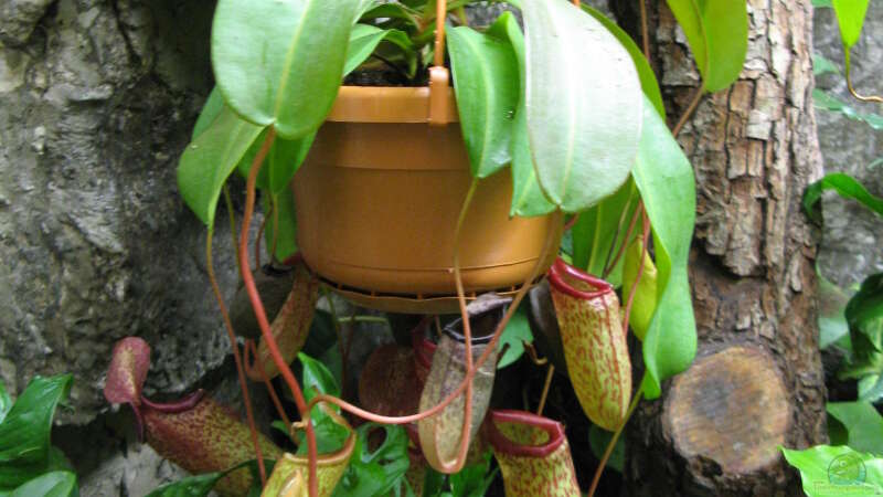 Kannenpflanzen im Terrarium pflegen (Terrariumbeispiele mit Nepenthes-Arten)