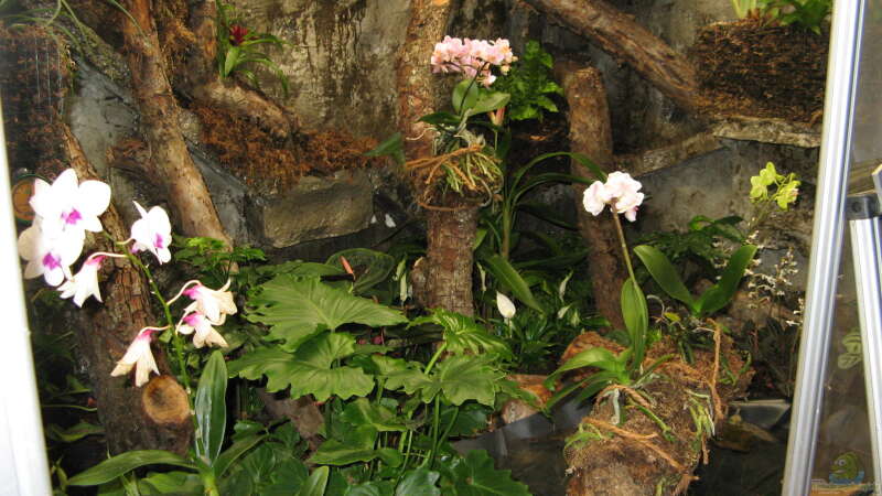 Orchideen in Blüte von Frank Muth (22)