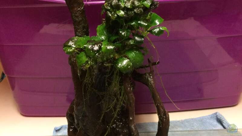 29.04.2021 große Moorkienwurzel mit Anubias bonsai von herkla (26)