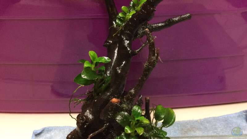 29.04.2021 kleine Moorkienwurzel mit Anubias bonsai von herkla (25)