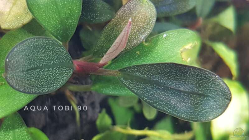 Schönheit der bucephalandra  von AquaTobi90 (13)