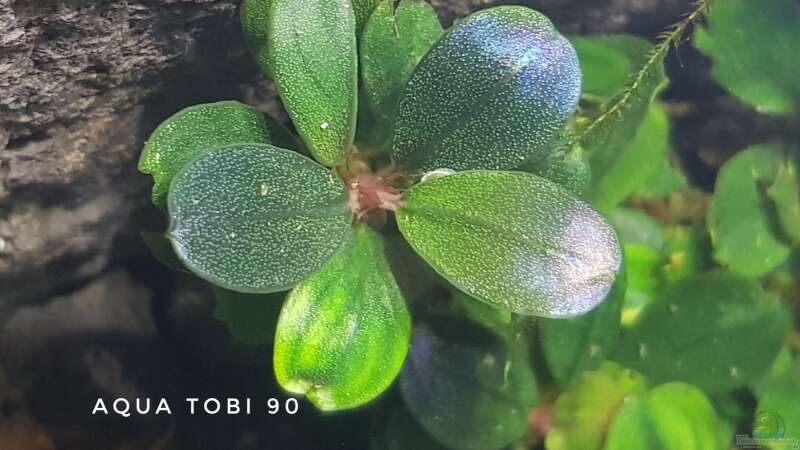 Schönheit der bucephalandra  von AquaTobi90 (14)