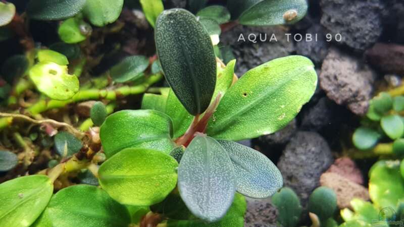 Schönheit der bucephalandra  von AquaTobi90 (16)