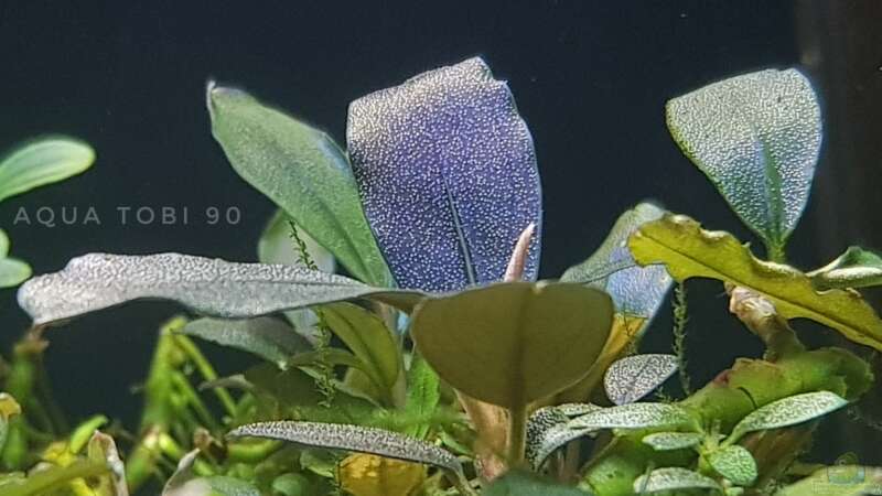 Schönheit der bucephalandra  von AquaTobi90 (17)