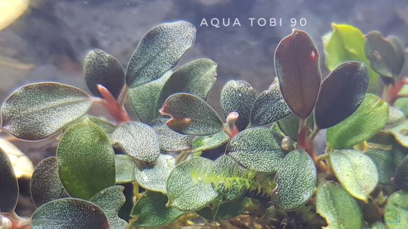 Schönheit der bucephalandra  von AquaTobi90 (18)