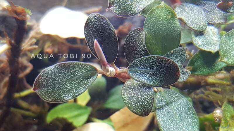 Schönheit der bucephalandra  von AquaTobi90 (21)