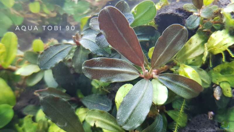 Schönheit der bucephalandra  von AquaTobi90 (23)