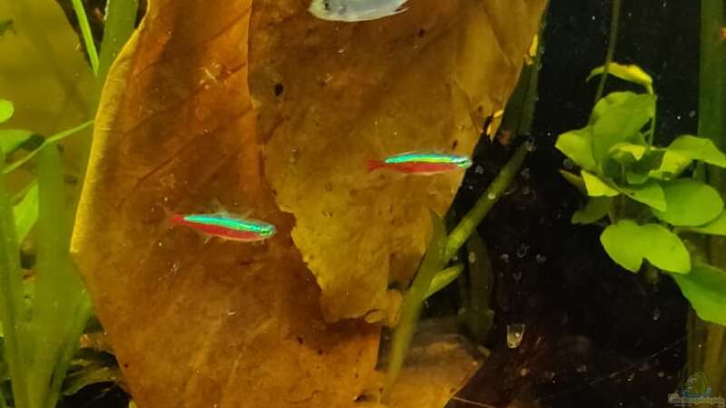 Blätter vom Seemandelbaum von Garnelenonkel (3)