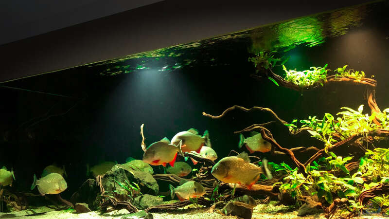 Aquarium Piranha-Aquarium von Cariba (10)