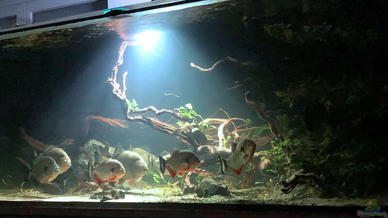 Aquarium Piranha-Aquarium von Cariba (4)