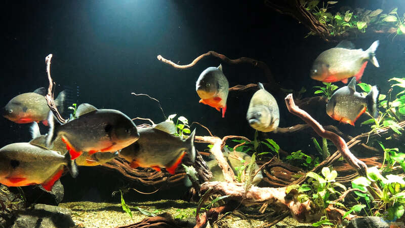 Aquarium Piranha-Aquarium von Cariba (8)