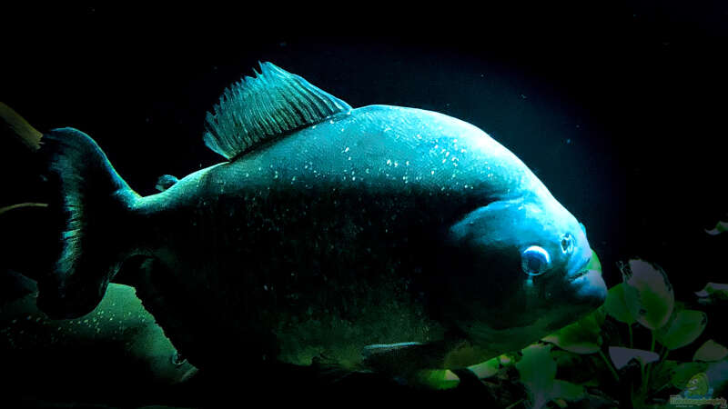 Besatz im Aquarium Piranha-Aquarium von Cariba (19)