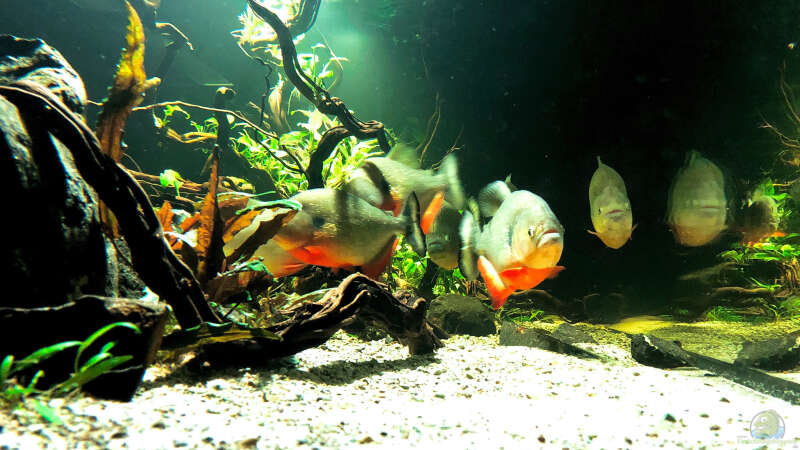 Besatz im Aquarium Piranha-Aquarium von Cariba (22)