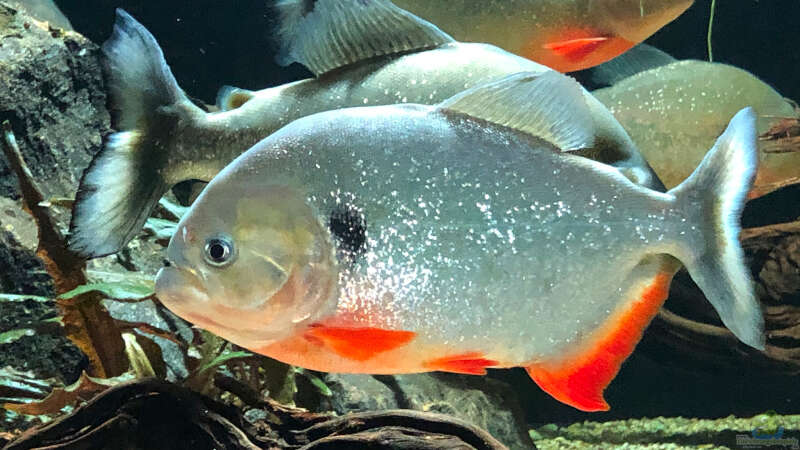 Besatz im Aquarium Piranha-Aquarium von Cariba (26)