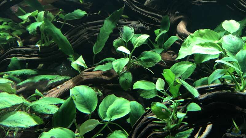 Pflanzen im Aquarium Piranha-Aquarium von Cariba (13)