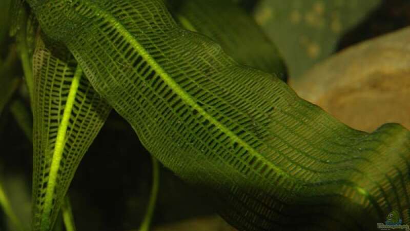 Aquarien mit Aponogeton henkelianus (Grosse Madagaskar-Gitterpflanze)  - Aponogeton-henkelianus-slnkaquarium