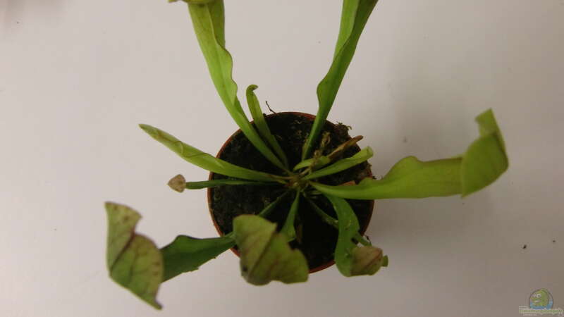 Krugpflanze von HOTU (7)