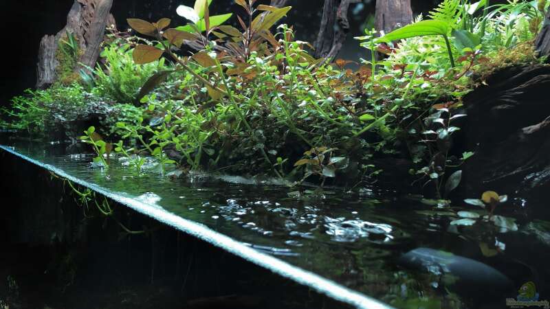 Pflanzen im Aquarium Swamp spirit von Fredo Fuss (10)
