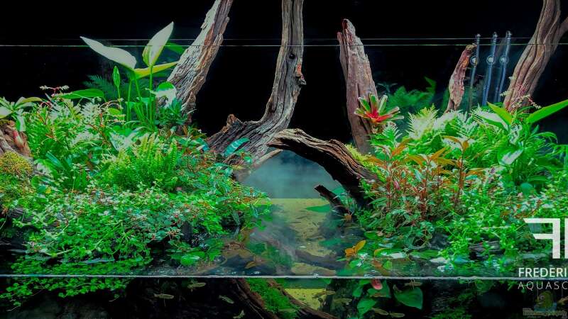 Pflanzen im Aquarium Swamp spirit von Fredo Fuss (7)
