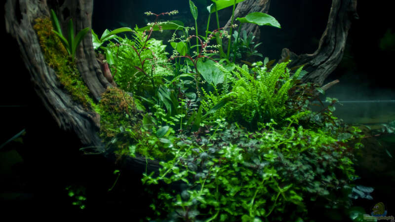 Pflanzen im Aquarium Swamp spirit von Fredo Fuss (8)