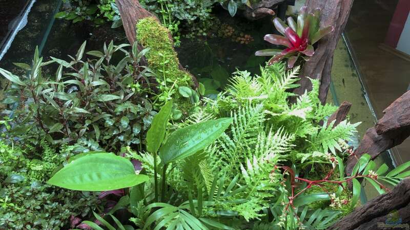 Pflanzen im Aquarium Swamp spirit von Fredo Fuss (9)
