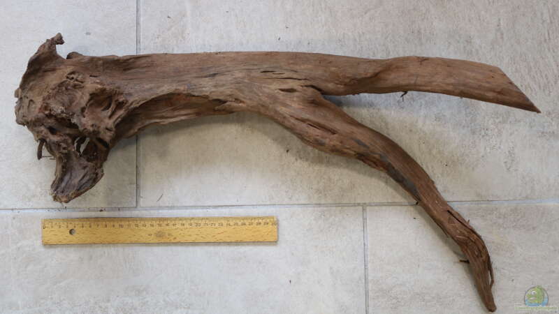 Mangrovenwurzel XL 60 cm von Aquarienlandschaften (24)