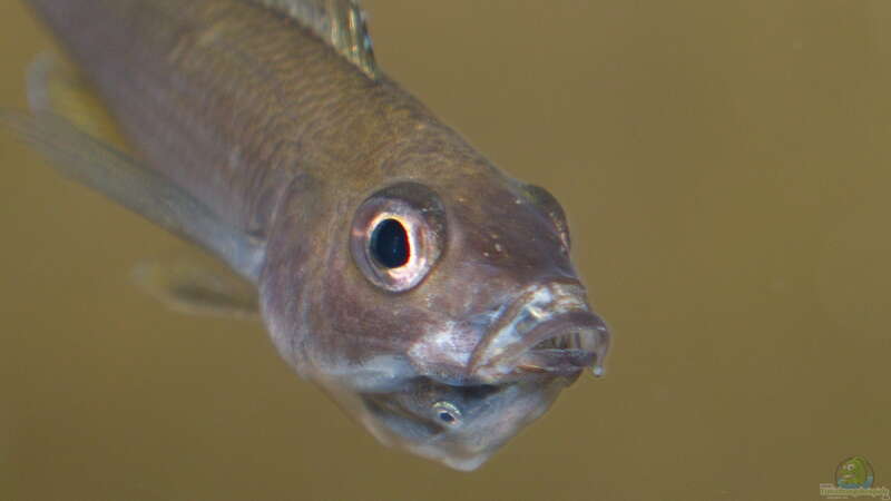 Cyprichromis leptosoma ´mpulungu´ von ravaka (100)