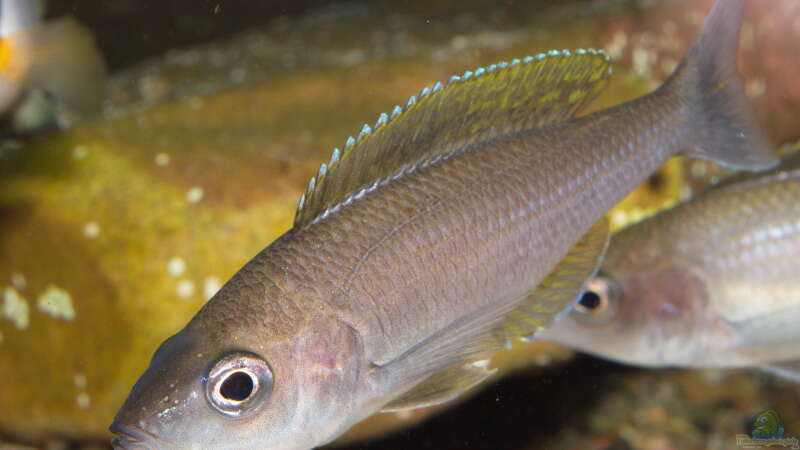 Cyprichromis leptosoma ´mpulungu´ von ravaka (107)