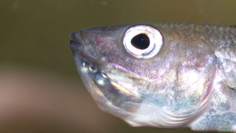 Cyprichromis leptosoma ´mpulungu´ von ravaka (95)