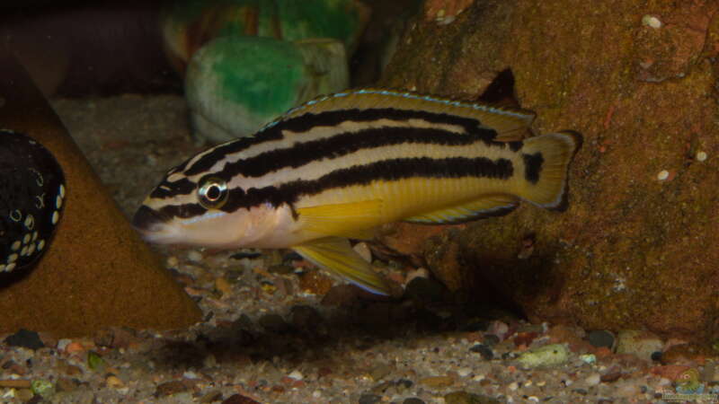 Julidochromis ornatus ´Yellow Zaire´ von ravaka (109)