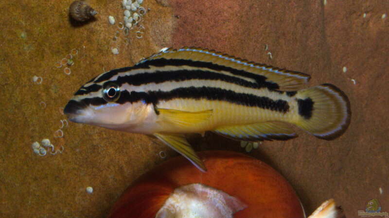 Julidochromis ornatus ´yellow Zaire´ von ravaka (111)