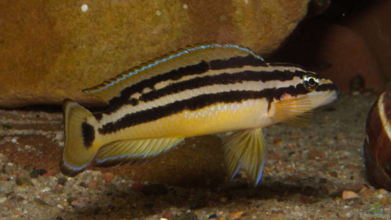 Julidochromis ornatus ´Yellow Zaire´ von ravaka (112)