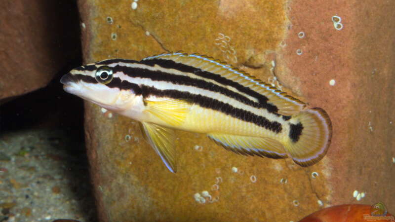 Julidochromis ornatus ´Yellow Zaire´ von ravaka (113)