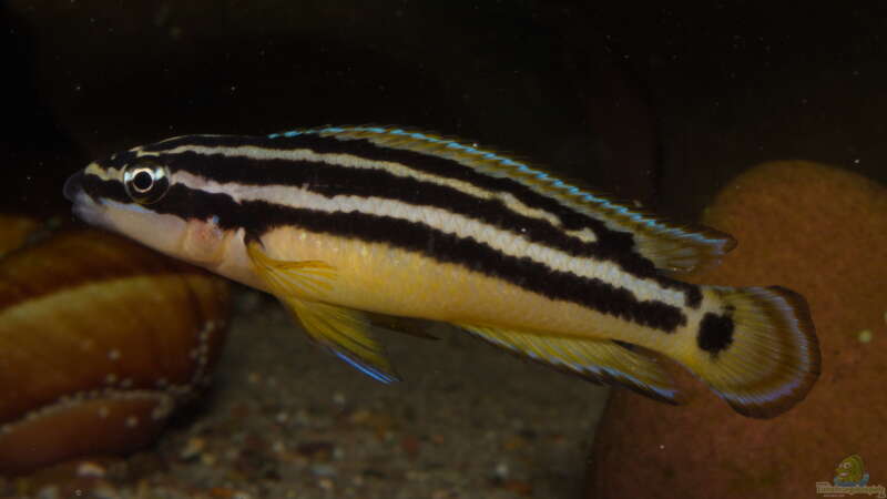 Julidochromis ornatus ´yellow Zaire´ von ravaka (114)