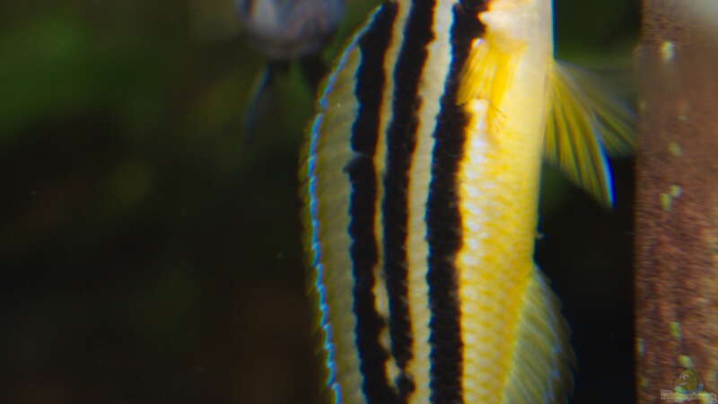 Julidochromis ornatus ´Yellow Zaire´ von ravaka (152)
