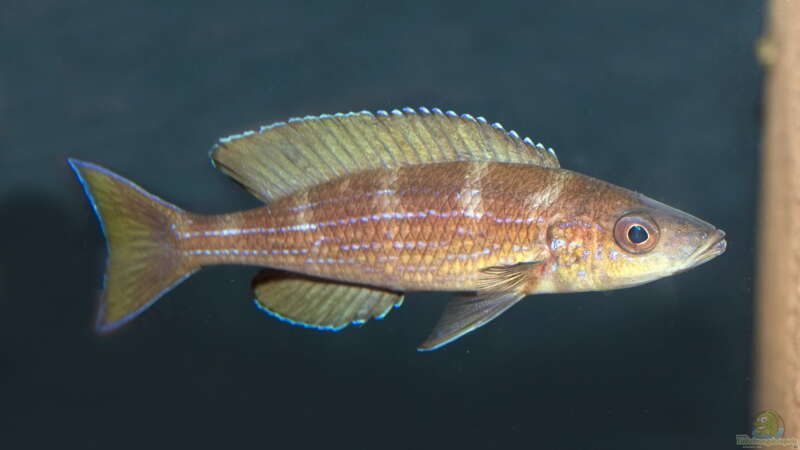Paracyprichromis brieni ´Izinga´ WF von ravaka (45)