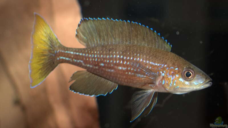 Paracyprichromis brieni ´Izinga´ WF von ravaka (46)