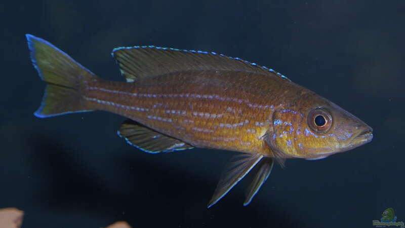 Paracyprichromis brieni ´Izinga´ WF von ravaka (48)