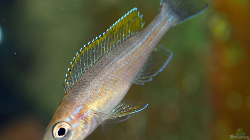 Paracyprichromis brieni ´Rumonge´ von ravaka (49)