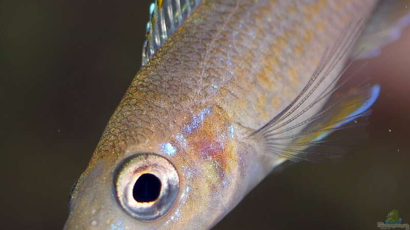Paracyprichromis brieni ´Rumonge´ von ravaka (50)