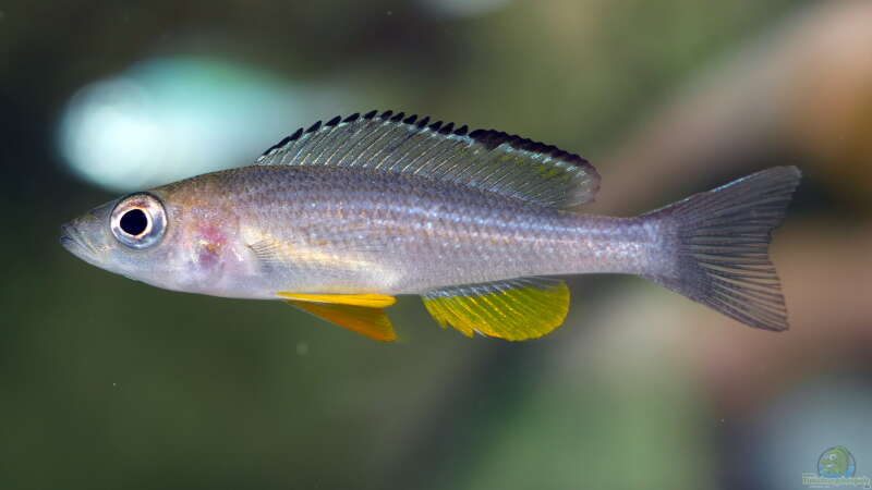 Paracyprichromis brieni ´Rumonge´ von ravaka (51)