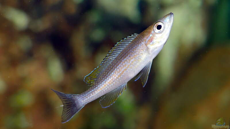 Paracyprichromis brieni ´Rumonge´ von ravaka (52)