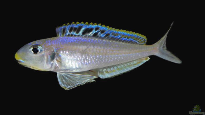 Xenotilapia bathyphilus ´Congo blue Princess´ von ravaka (134)