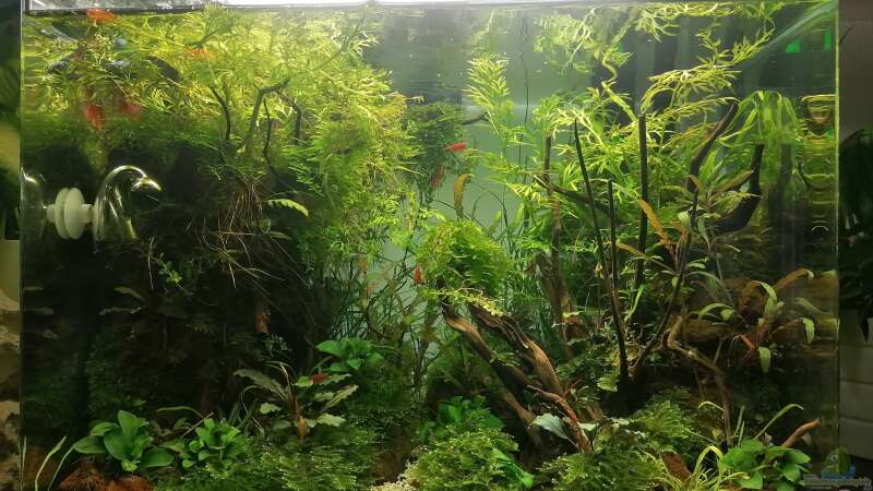 Aquarium Jungle Rock von Michi0311 (2)